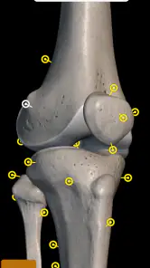 Esqueleto | Anatomia 3D screenshot