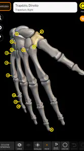 Esqueleto | Anatomia 3D screenshot