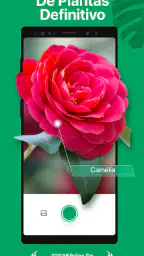 PictureThis Identificar Planta 1