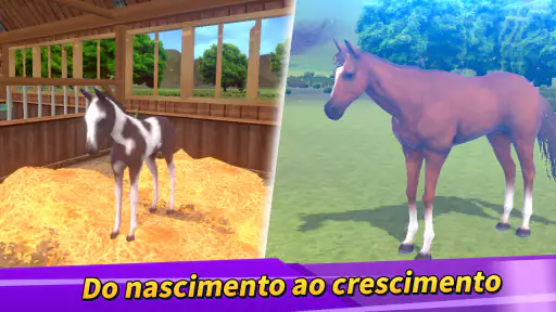 Vida de competição 3
