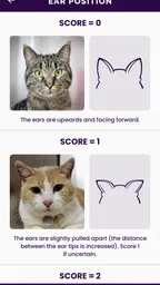 Feline Grimace Scale 2