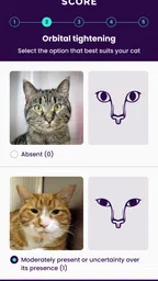 Feline Grimace Scale 4