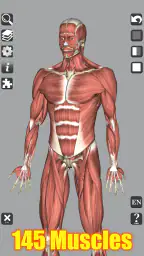 3D Bones and Organs (Anatomy) 2