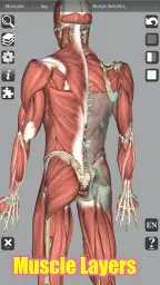 3D Bones and Organs (Anatomy) 3