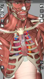 3D Bones and Organs (Anatomy) 7