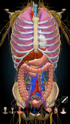 Anatomy Learning By Dr. Blanco 7