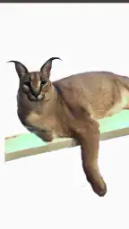 Big Floppa 6