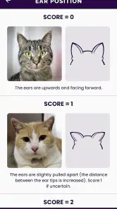 Feline Grimace Scale screenshot