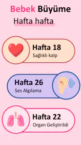 Gebelık Hesaplama & Takvimi screenshot