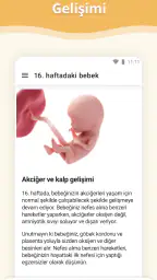 Hamilelik 2