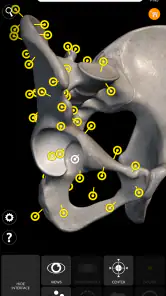 İskelet 3D Anatomisi screenshot