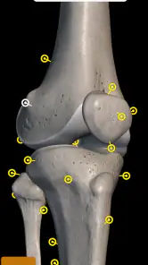İskelet 3D Anatomisi screenshot