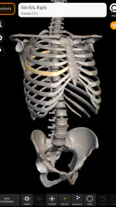 İskelet 3D Anatomisi screenshot