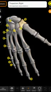 İskelet 3D Anatomisi screenshot